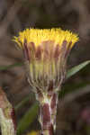 Coltsfoot